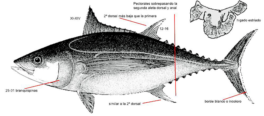 Thunnus alalunga_01.jpg